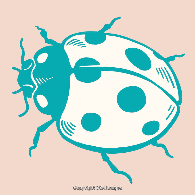 Color Line Art Illustration of a Ladybug on a Light Background