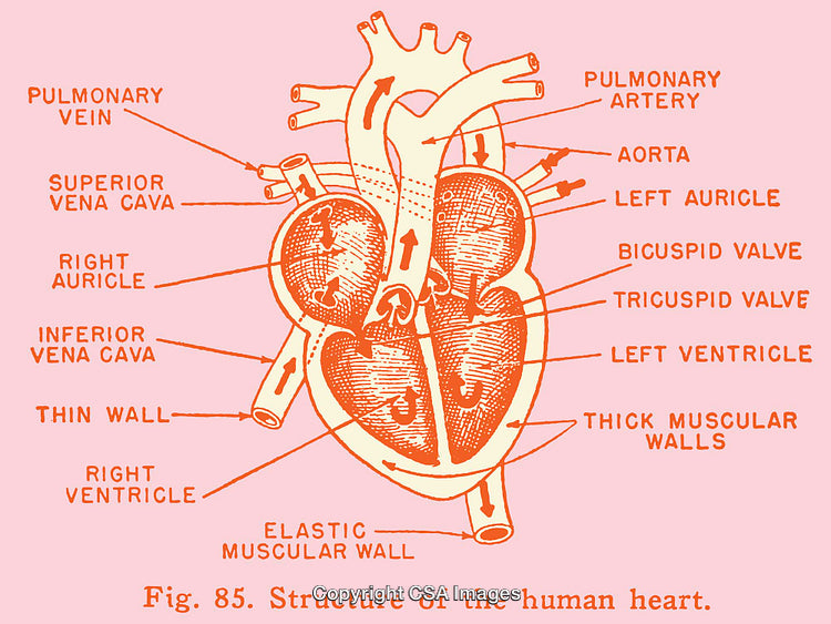 Detailed Color Illustration of the Human Heart Anatomy Structure