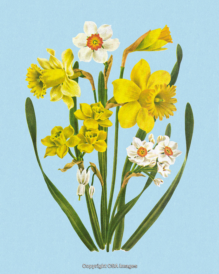 Vibrant Spring Flower Arrangement Featuring Daffodils and Narcissus on Blue Background