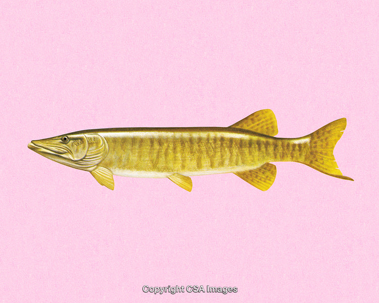 Illustration of a Yellow Muskellunge Fish on a Bright Pink Background