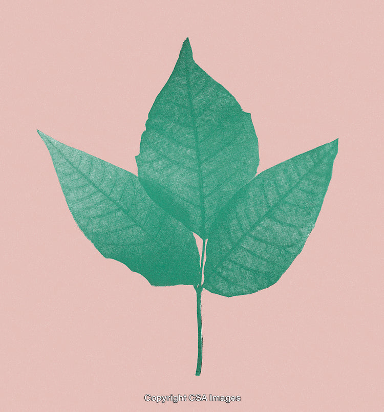 Minimalist Botanical Art with Green Leaves on Pink Background