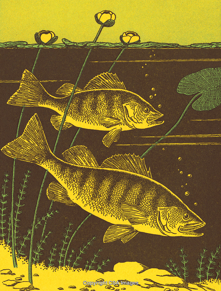 Vintage Illustration of Fish Swimming in a Natural Freshwater Habitat