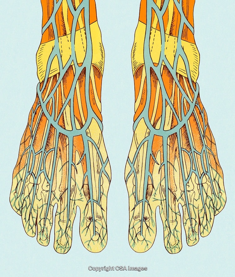 Illustrative Diagram of Human Feet Showing Nerves and Blood Vessels