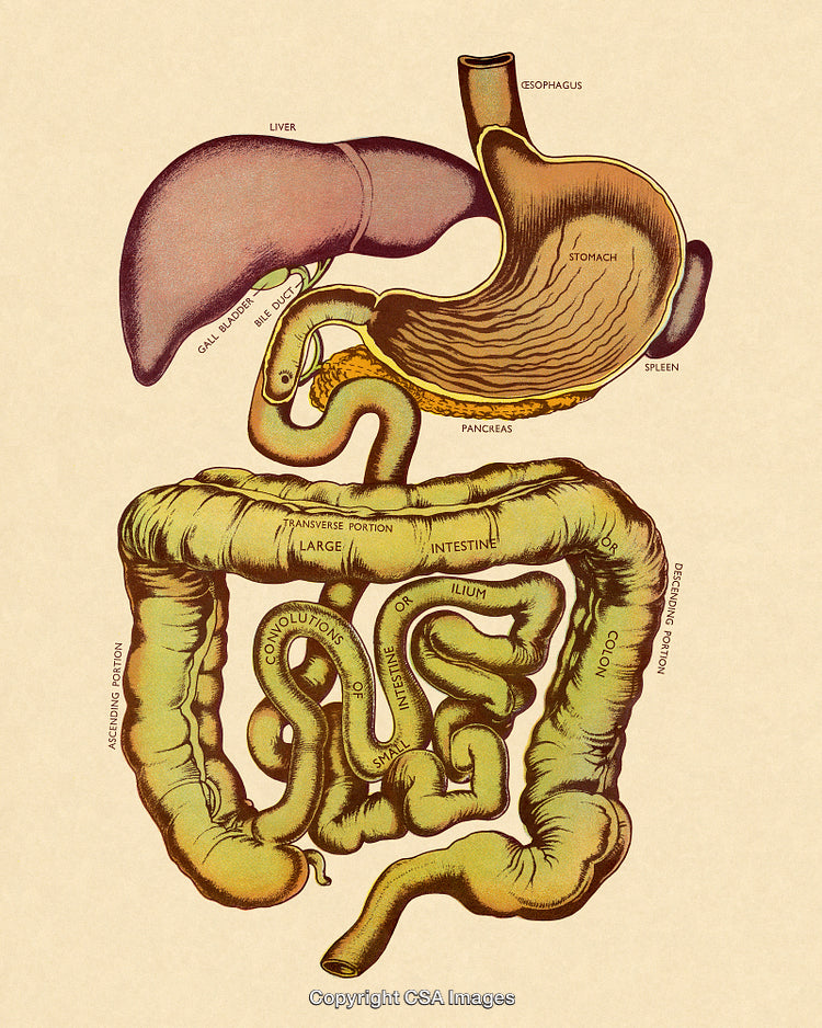 Colorful Illustrated Diagram of Human Digestive System Anatomy