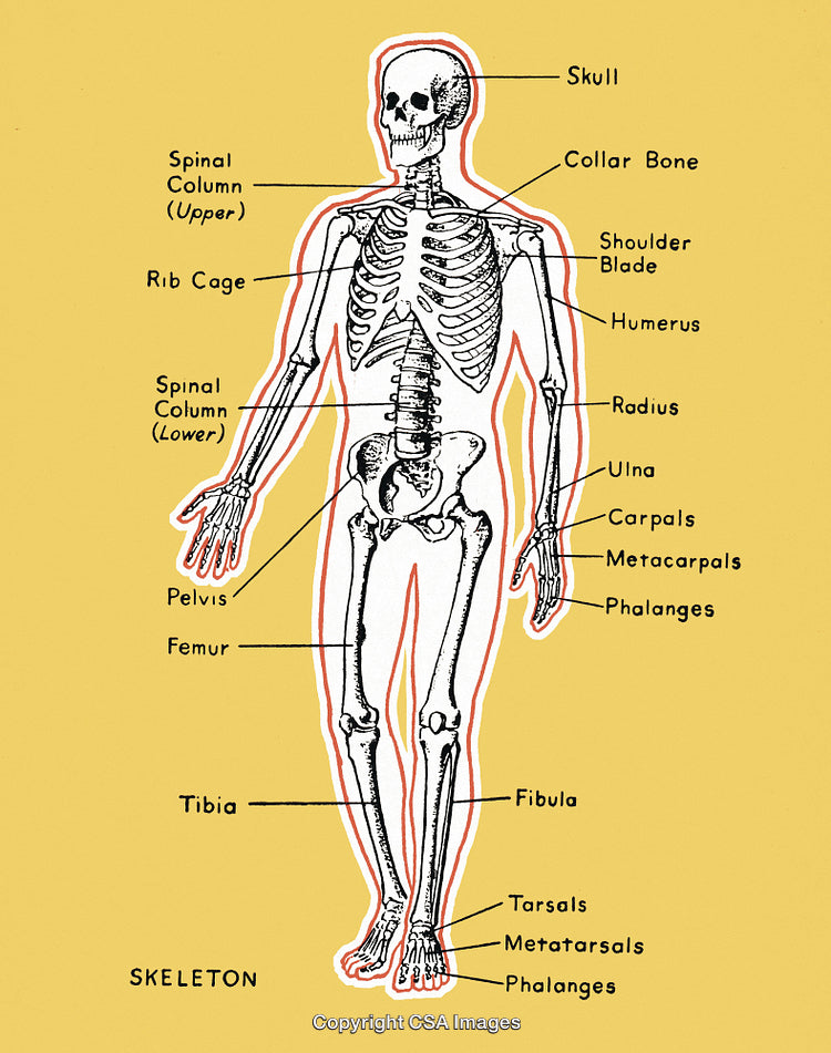 Diagram of a Skeleton