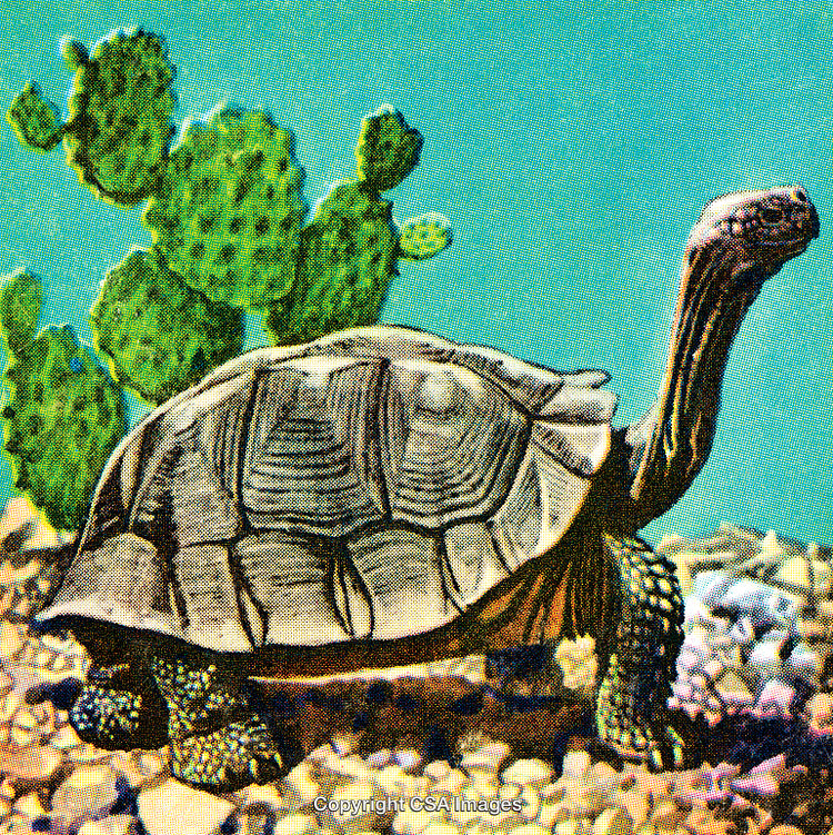 Illustration of a Desert Tortoise Amidst Cactus on a Sunny Day