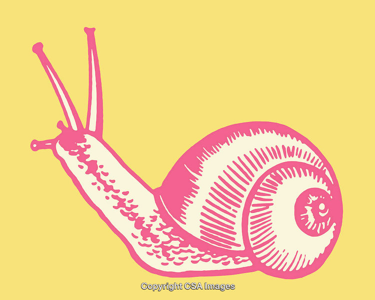 Vibrant Pink Snail on a Bright Yellow Background Illustration