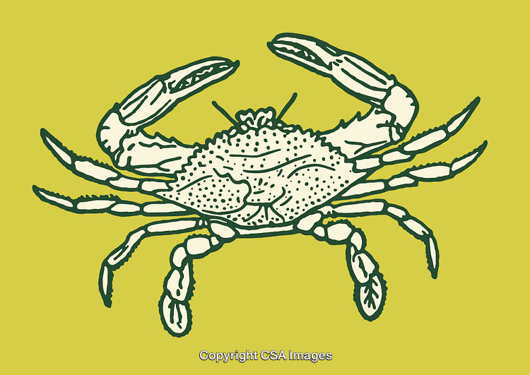 Detailed Line Art Illustration of a Crab on Yellow Background