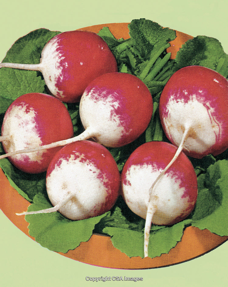 Fresh Radishes with Leaves on a Plate in a Stylized Illustration