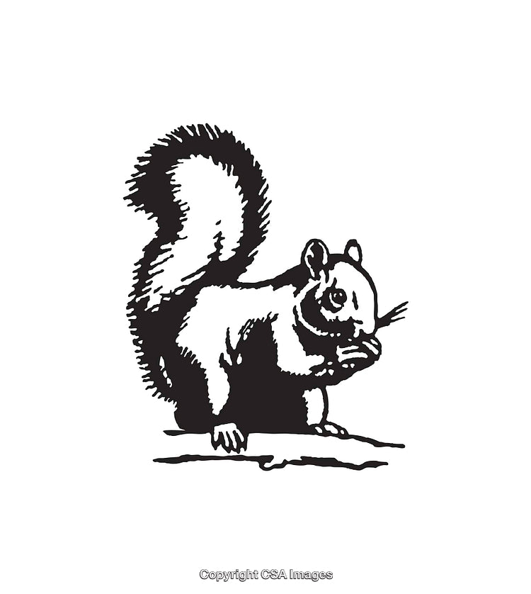 Black and White Illustration of a Squirrel in Line Art Style