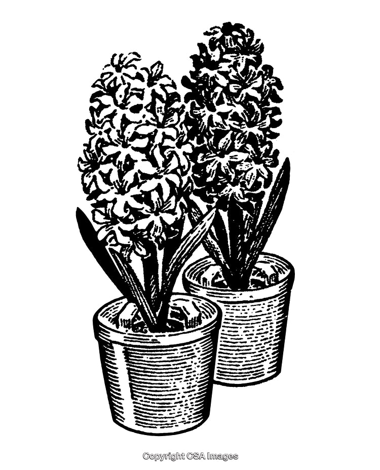 Black and White Engraving of Potted Hyacinth Flowers in Bloom