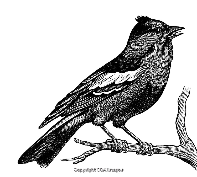 Detailed Engraving of a Bird Perched on a Tree Branch