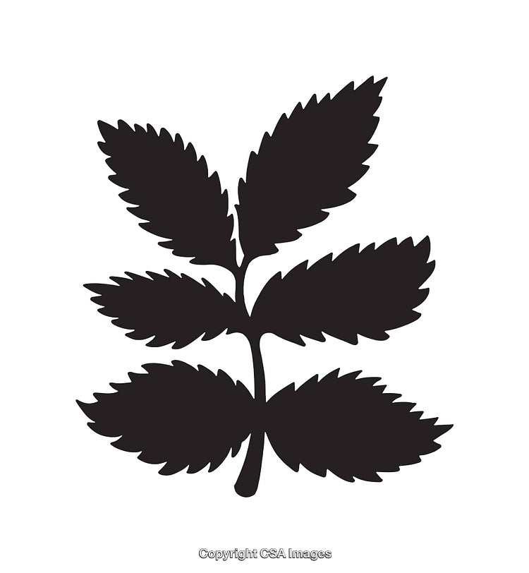 Silhouette Illustration of Leafy Plant Stem in Minimalist Style