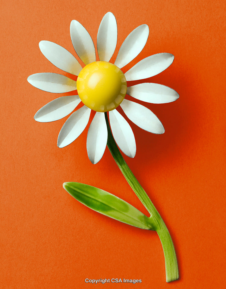 White Daisy Flower Artwork on Bright Orange Background