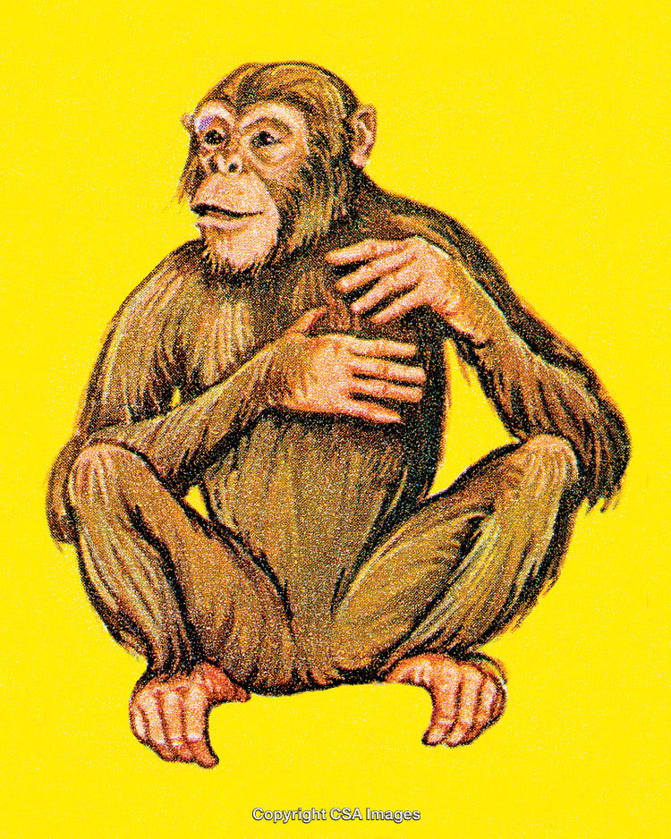 Illustration of a Chimpanzee In a Sitting Posture Against a Yellow Background