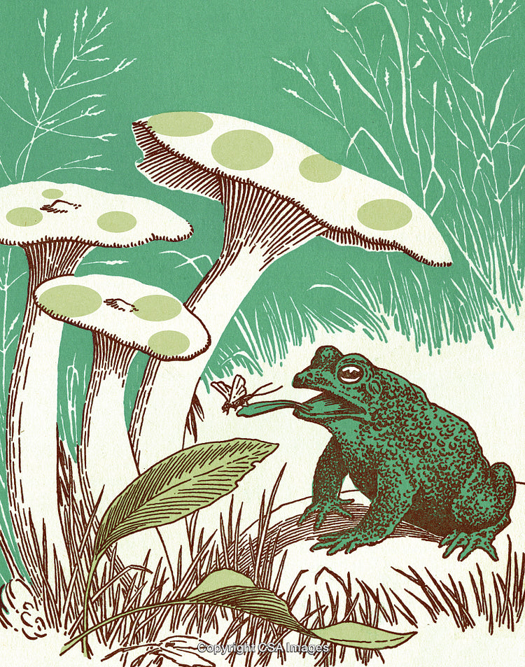 Illustration of a Frog Catching a Butterfly Among Mushrooms in a Forest Scene
