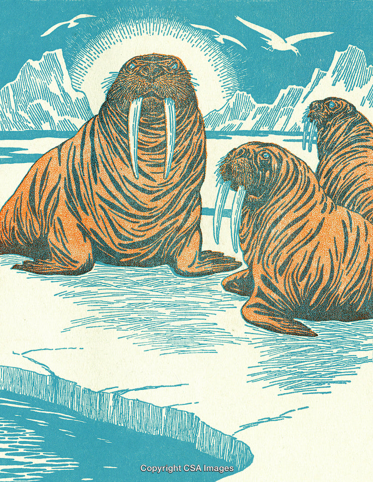 Walruses Resting on Arctic Ice with Scenic Background and Birds Flying