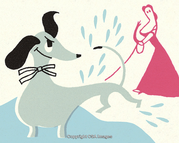 Playful Dog With Splashing Water and An Owner Holding Its Leash