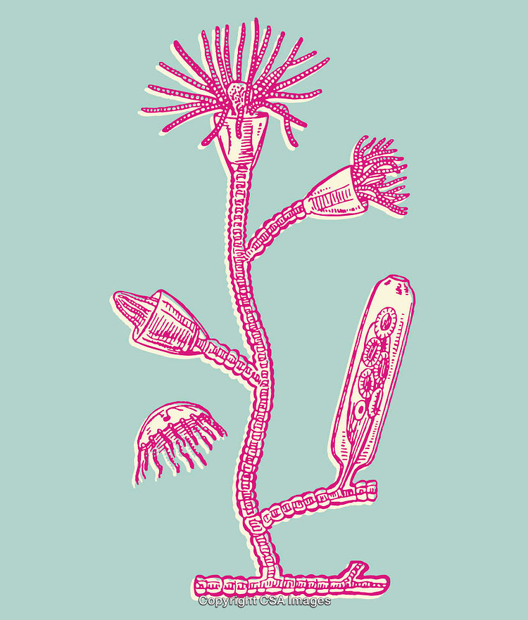 Vintage Line Art Illustration of Marine Life with a Focus on Hydriods