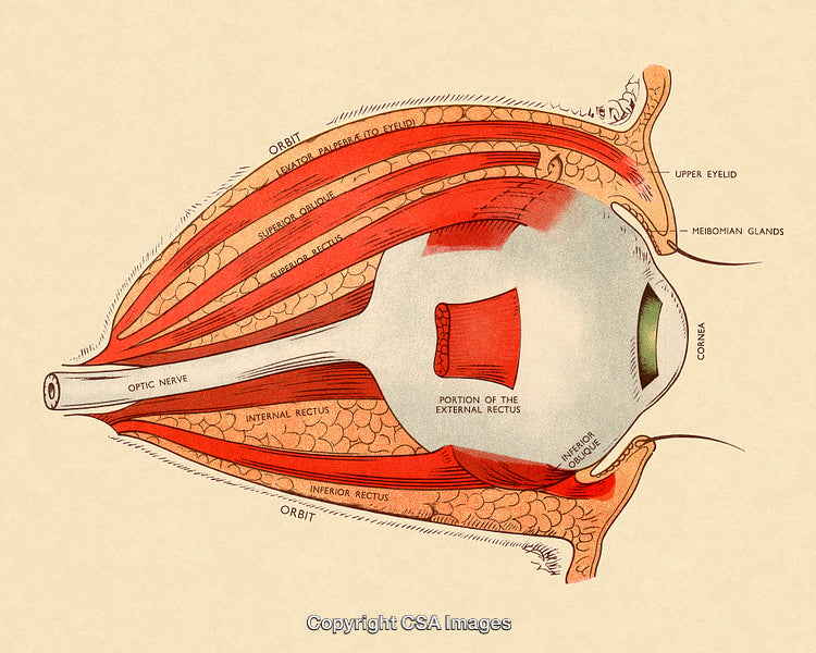 Detailed Illustration of Human Eye Muscles and Anatomical Features