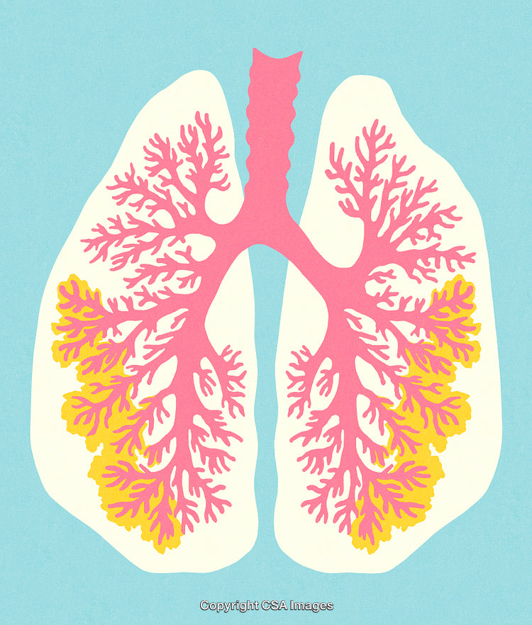 Creative Illustration of Human Lungs Highlighting Respiratory and Pulmonary Functions