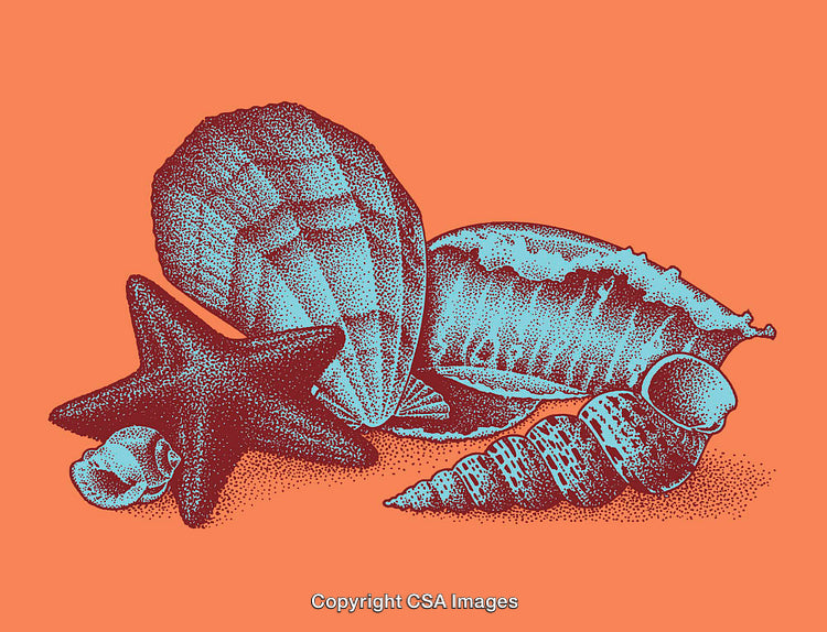 Color Illustrations of Seashells and Starfish on a Vibrant Background