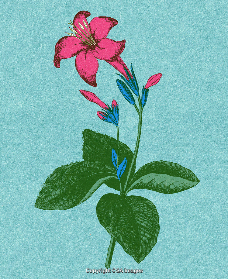 Vintage Botanical Illustration of Pink Lily Flower With Green Foliage on Blue Background