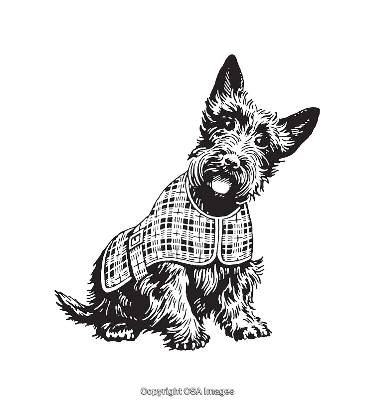 Hand-Drawn Illustration of a Terrier Dog in a Plaid Coat
