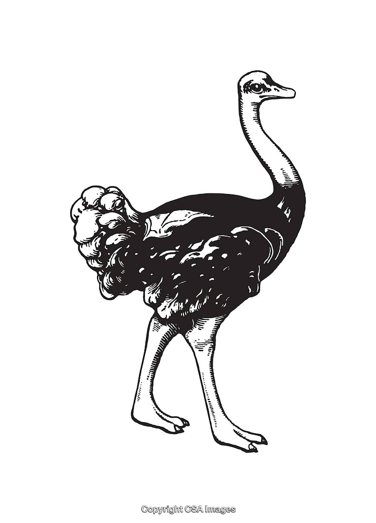 Detailed Black and White Line Art Illustration of an Ostrich