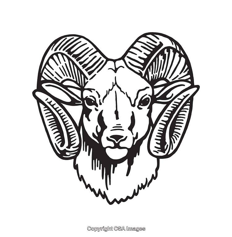 Black and White Line Art of a Ram with Detailed Horns