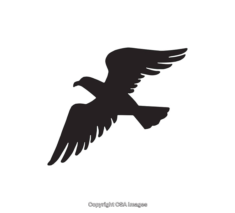 Silhouette of a Flying Bird with Extended Wings in Black and White
