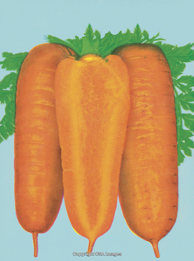 Vibrant Close-Up of Three Carrots with Green Tops Against a Light Background