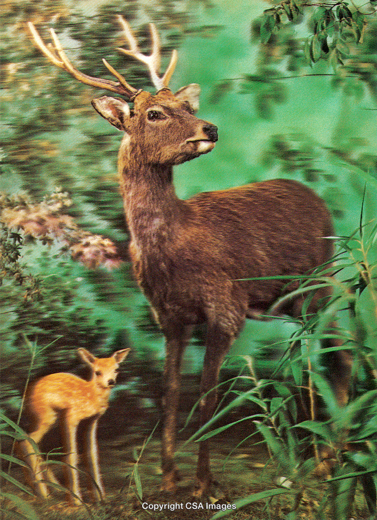 Majestic Deer and Fawn in a Vibrant Forest Setting