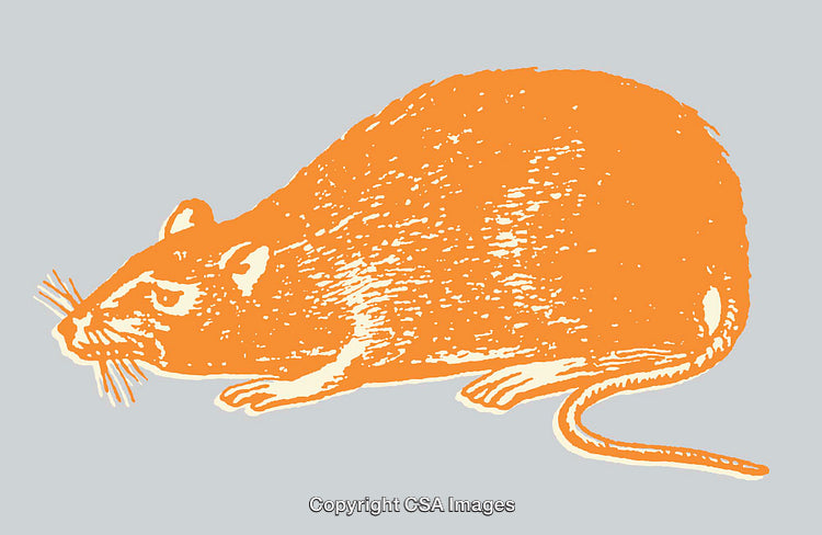 Orange Rat Line Art Illustration On Gray Background