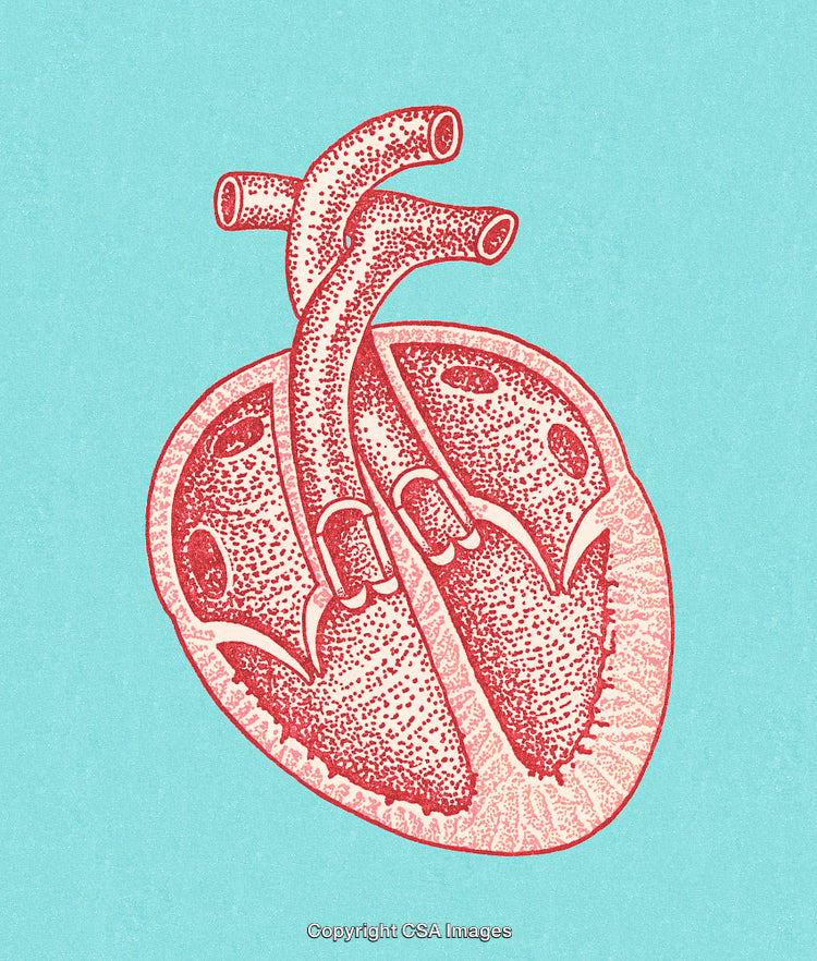 Red Anatomical Heart Illustration on Turquoise Background