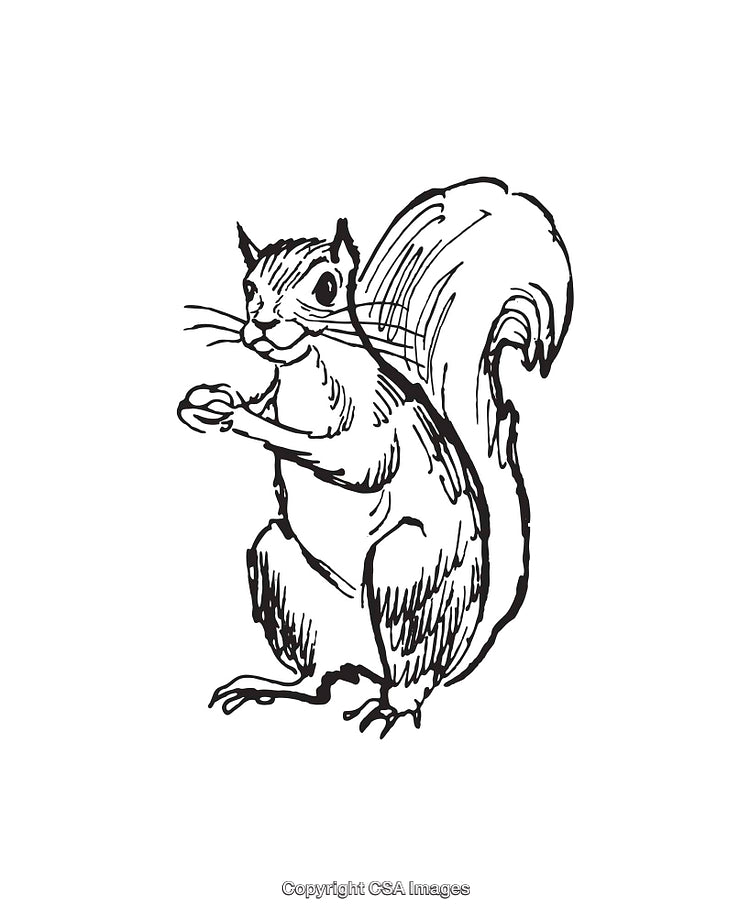 Detailed Black and White Line Art of a Squirrel Sketch