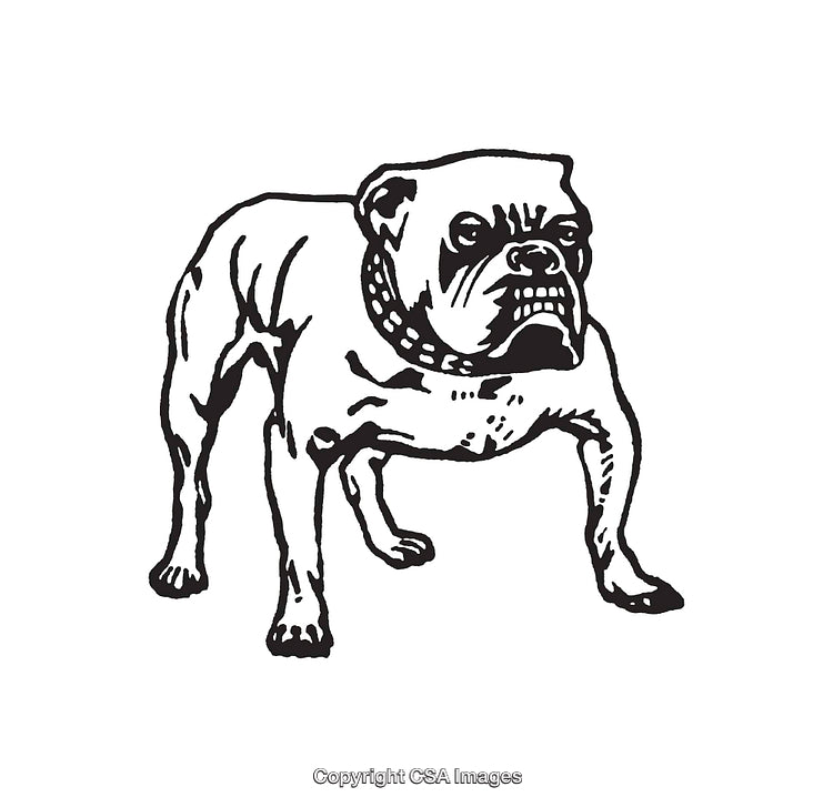 Detailed Black and White Line Art Illustration of a Bulldog