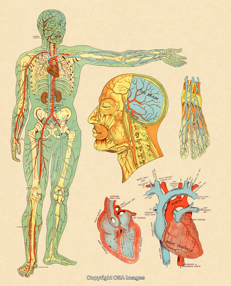 Detailed Medical Illustration of Human Anatomy and Organ Systems