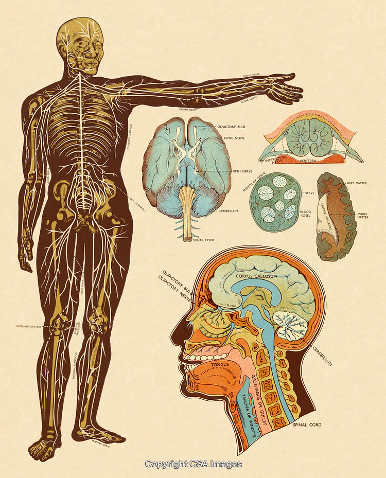Detailed Illustration of Human Anatomy Featuring Nervous System and Brain Structures