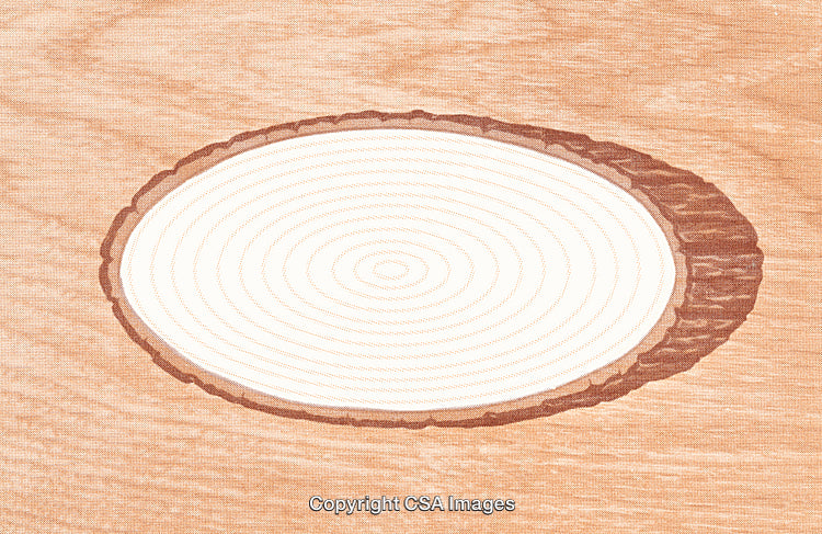 Cross Section of Tree Trunk Displaying Concentric Growth Rings and Rich Texture