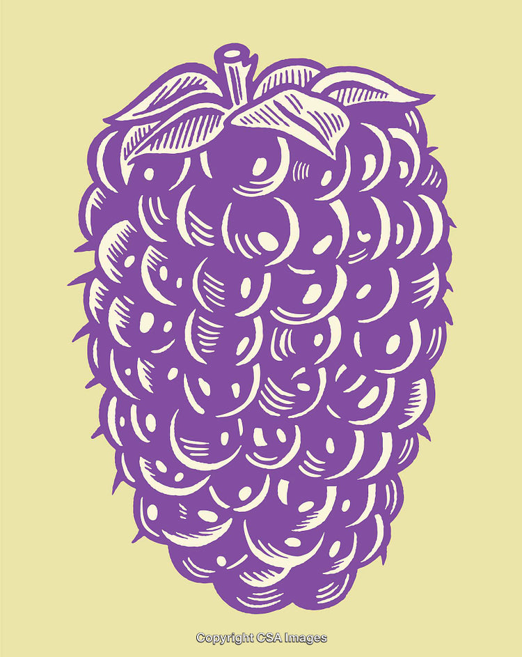Purple Raspberry Illustration in Vintage Line Art Style