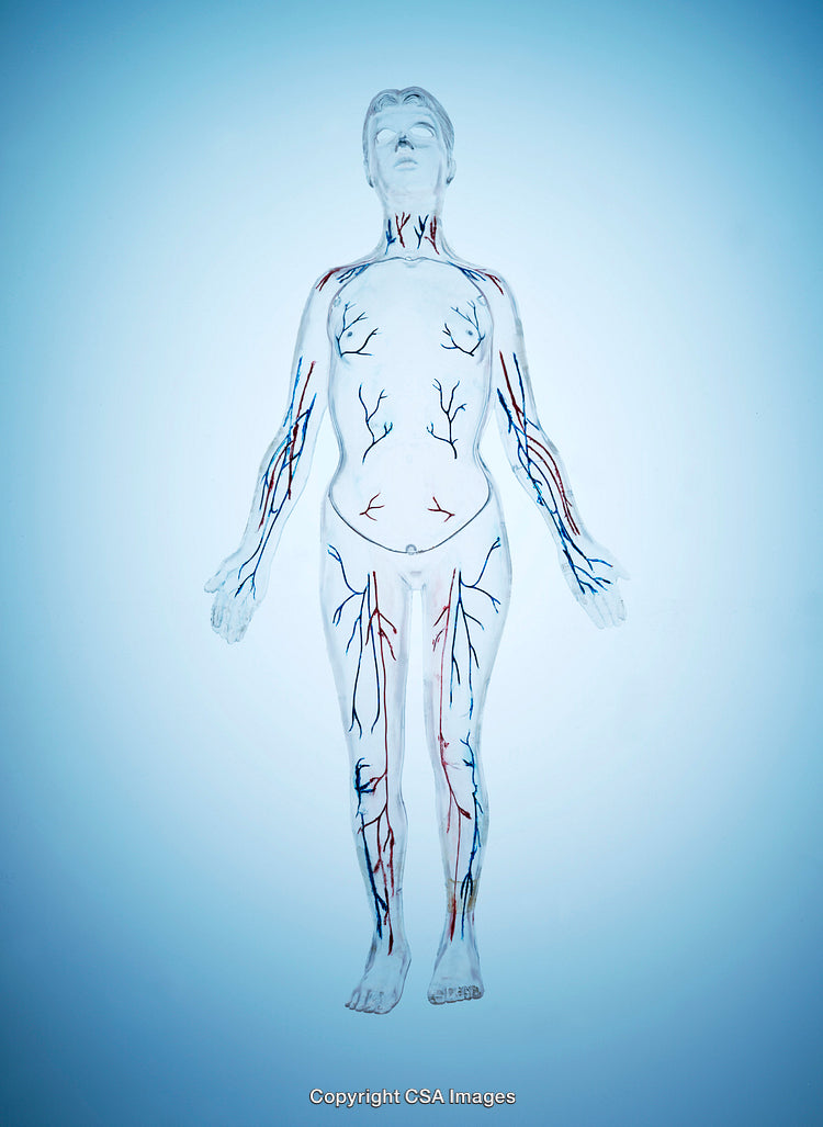 Human Anatomy Model Highlighting Veins and Arteries on Transparent Figure
