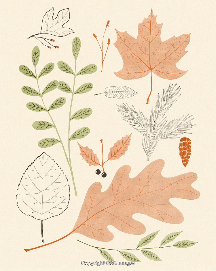 Botanical Illustration of Autumn Leaves and Foliage Elements