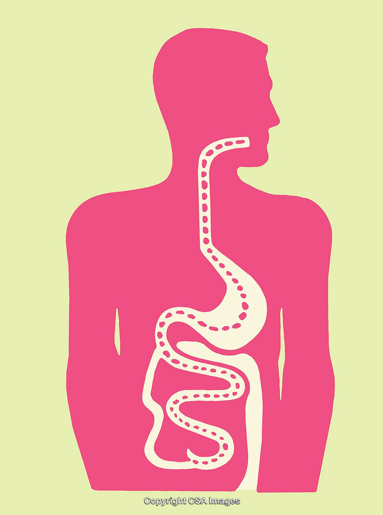 Diagram of Human Digestive System as Colorful Line Art Illustration