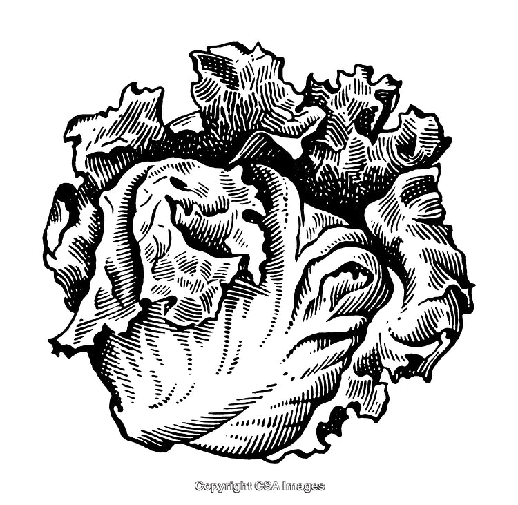 Detailed Black and White Engraving of a Lettuce Vegetable Head