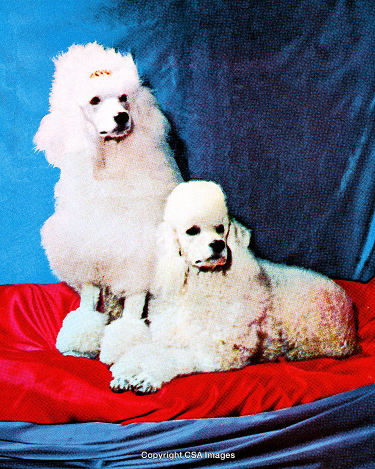 Two Elegant Poodles Posing Gracefully Against a Colorful Draped Fabric Background