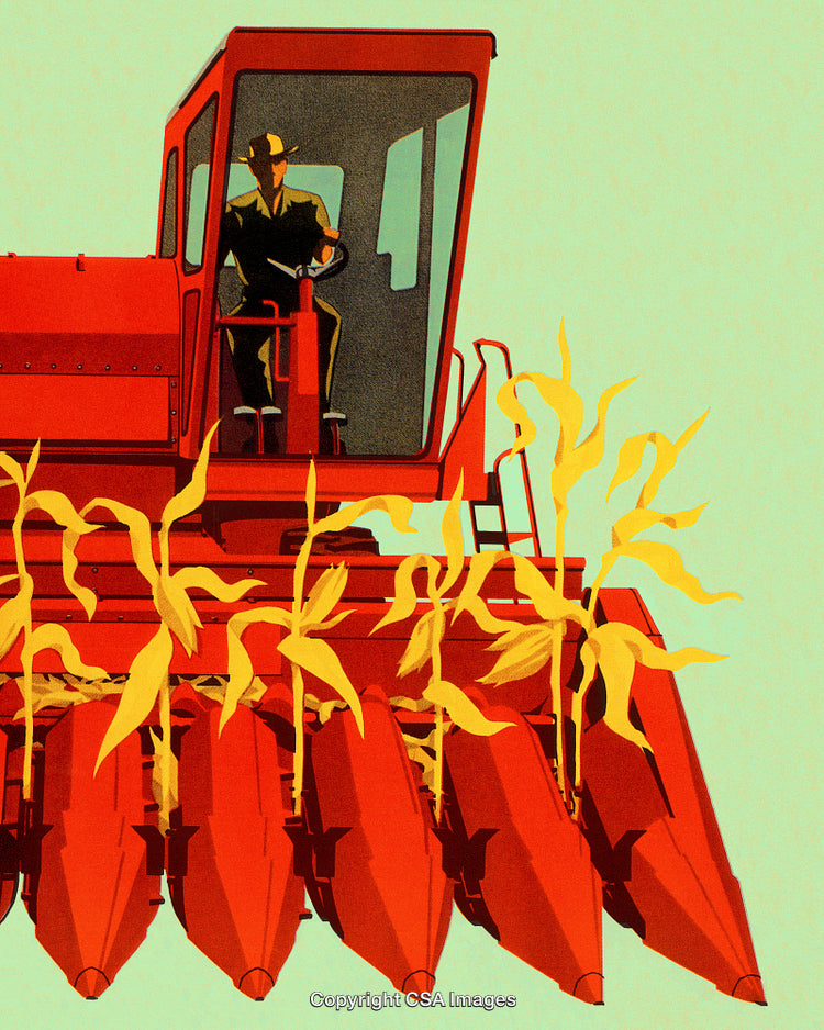 Farmer Operating Red Combine Harvester in Field Amid Growing Corn Plants