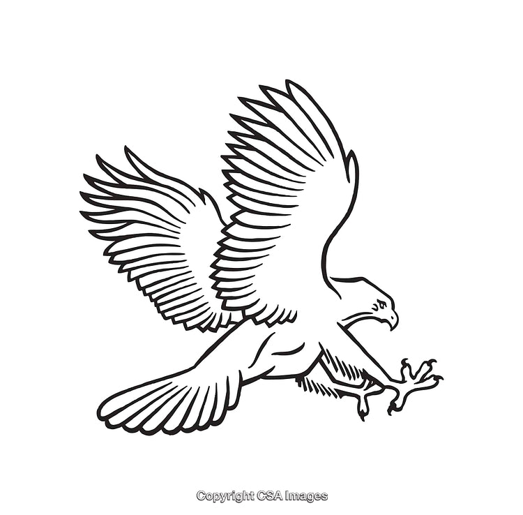 Black and White Line Art Illustration of an Eagle in Flight