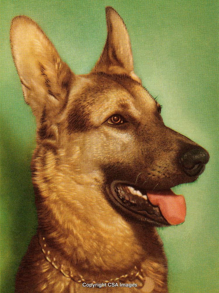 Close-Up Portrait of a German Shepherd with Green Background in Retro Style