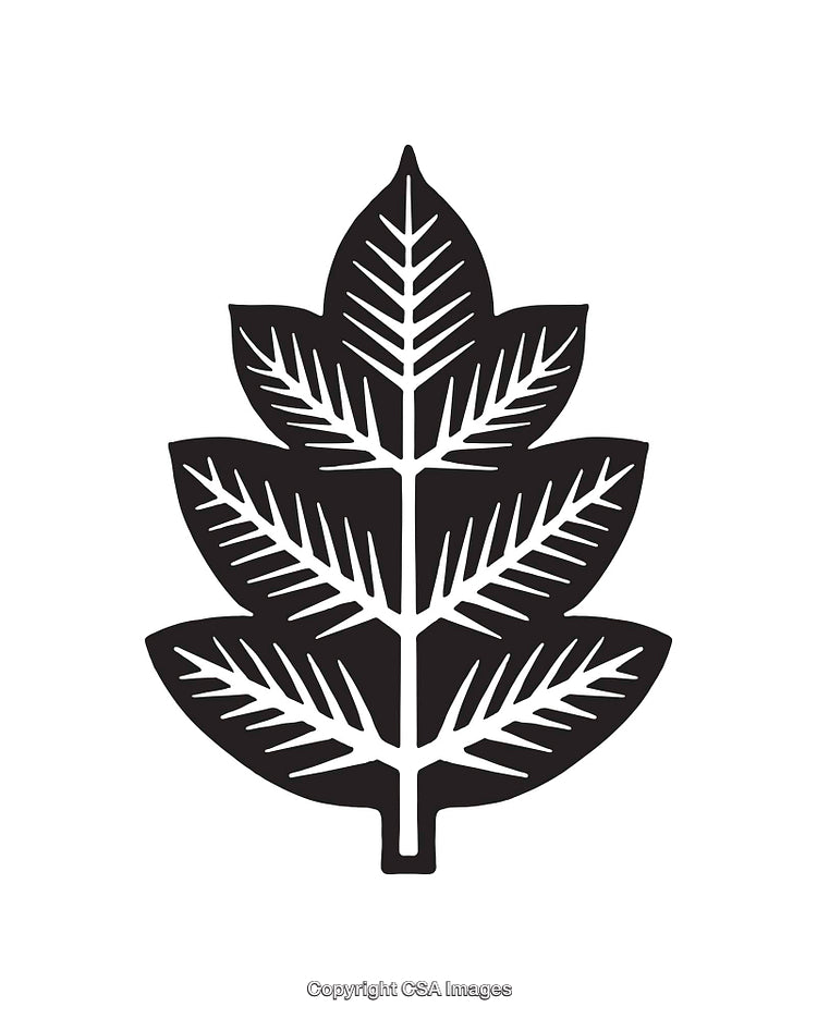 Black and White Line Art Illustration of a Symmetrical Leaf Design